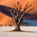 나미비아 자연과 환경 - **Sossusvlei's Ancient Mystery at Dawn:**
A wide, breathtaking shot of Sossusvlei in the Namib D...